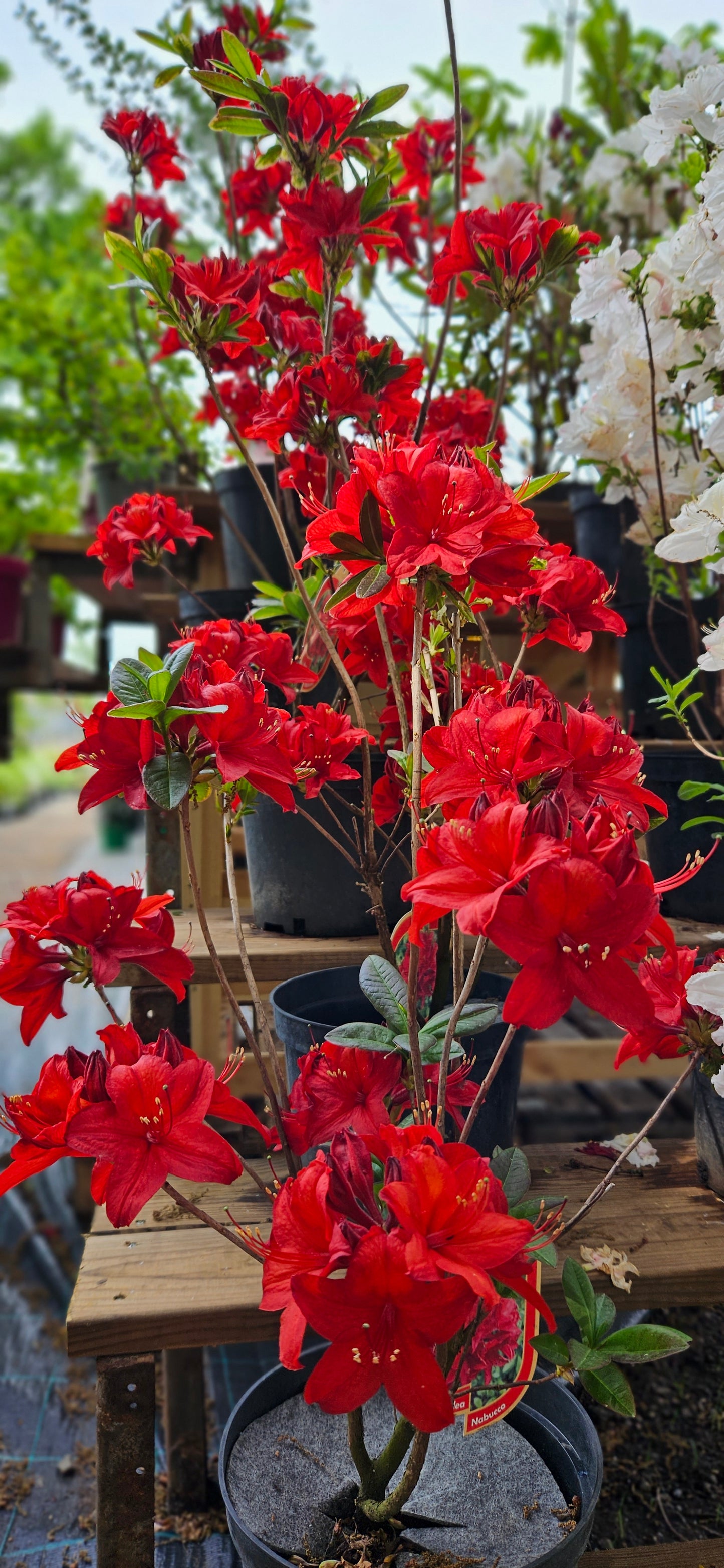 Rododendrs Vasarzaļais "Nabucco"