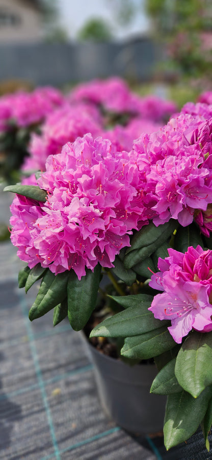 Rododendrs Mūžzaļais "Roseum Elegans"