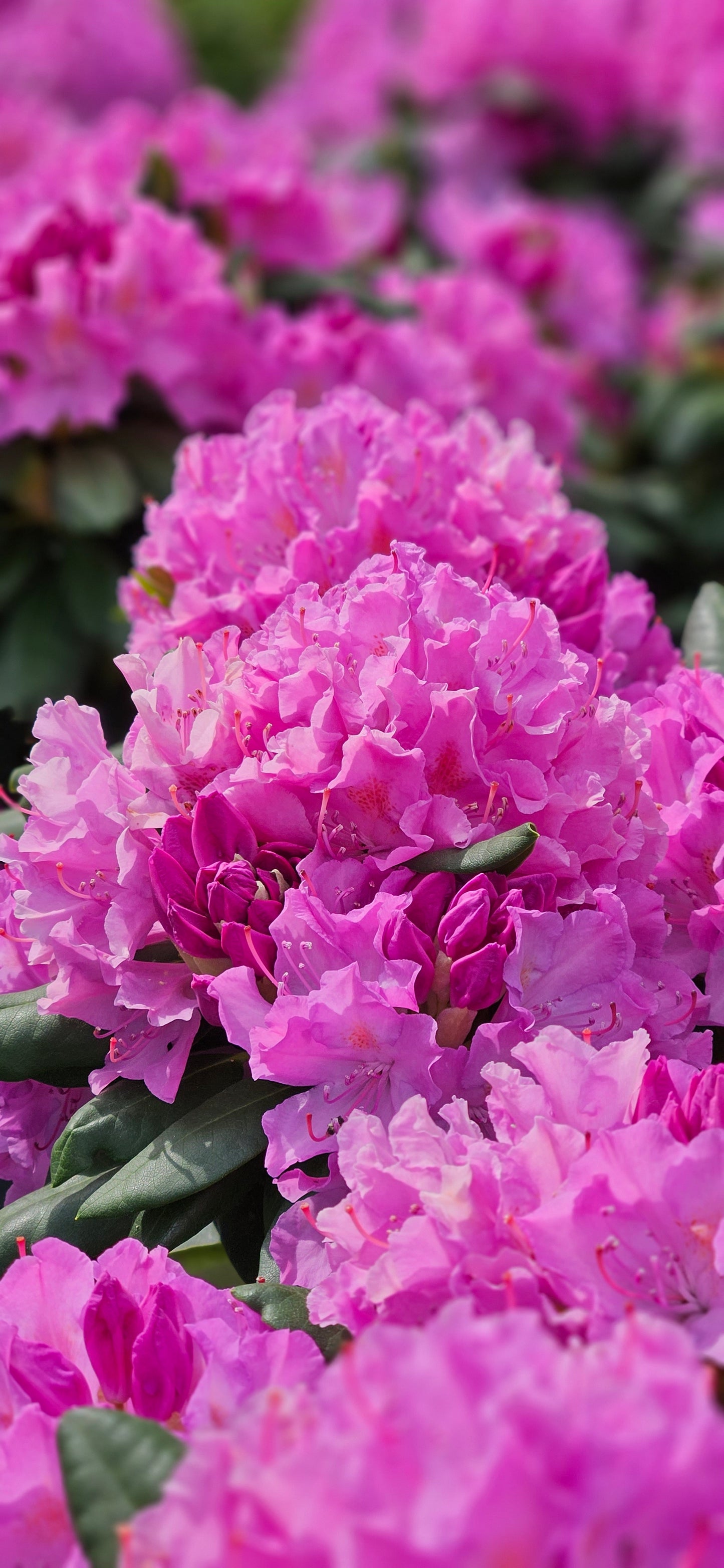 Rododendrs Mūžzaļais "Roseum Elegans"