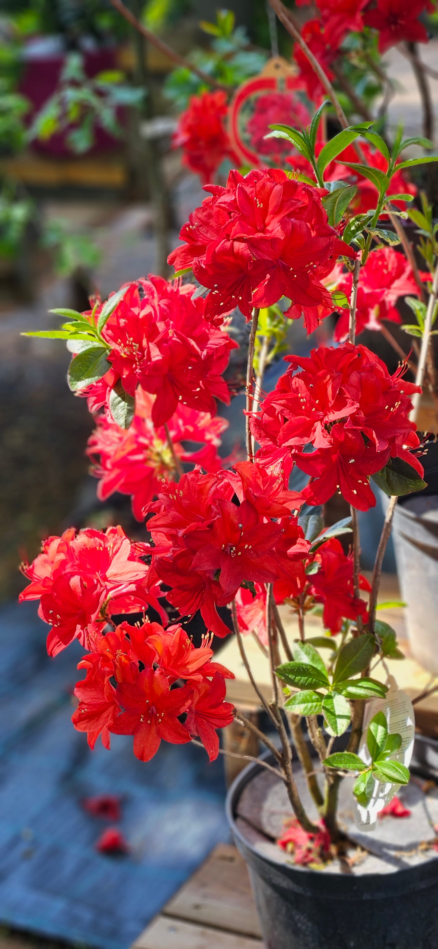 Rododendrs Vasarzaļais "Nabucco"