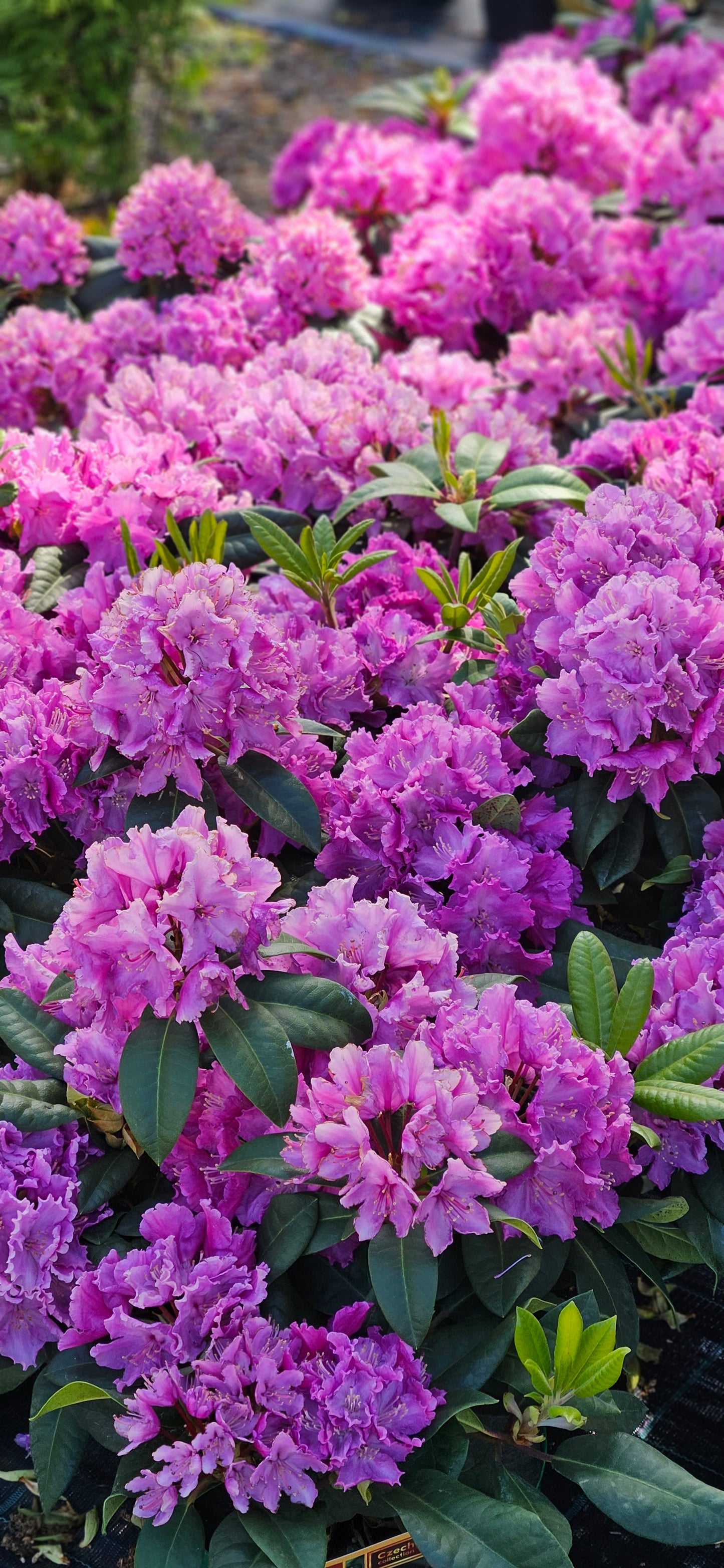 Rododendrs Mūžzaļais "Roseum Elegans"