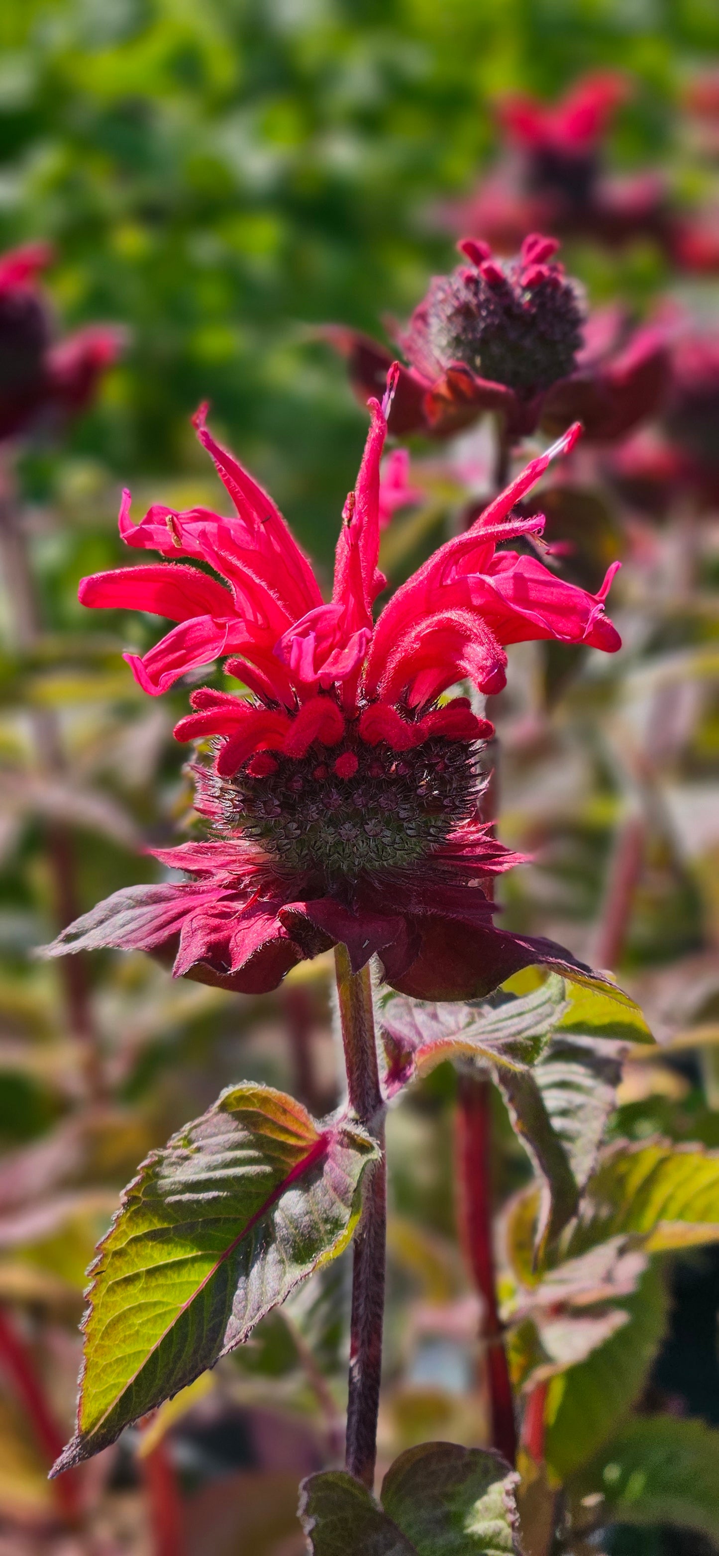 Monarda "Bee-Happy"