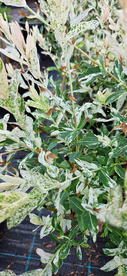 Kārkls Gludmalu "Hakuro-nishiki"