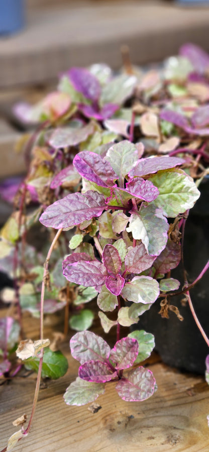 Cekuliņš Ložņu "Burgundy Glow"