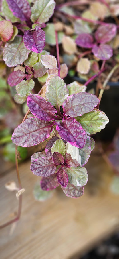 Cekuliņš Ložņu "Burgundy Glow"