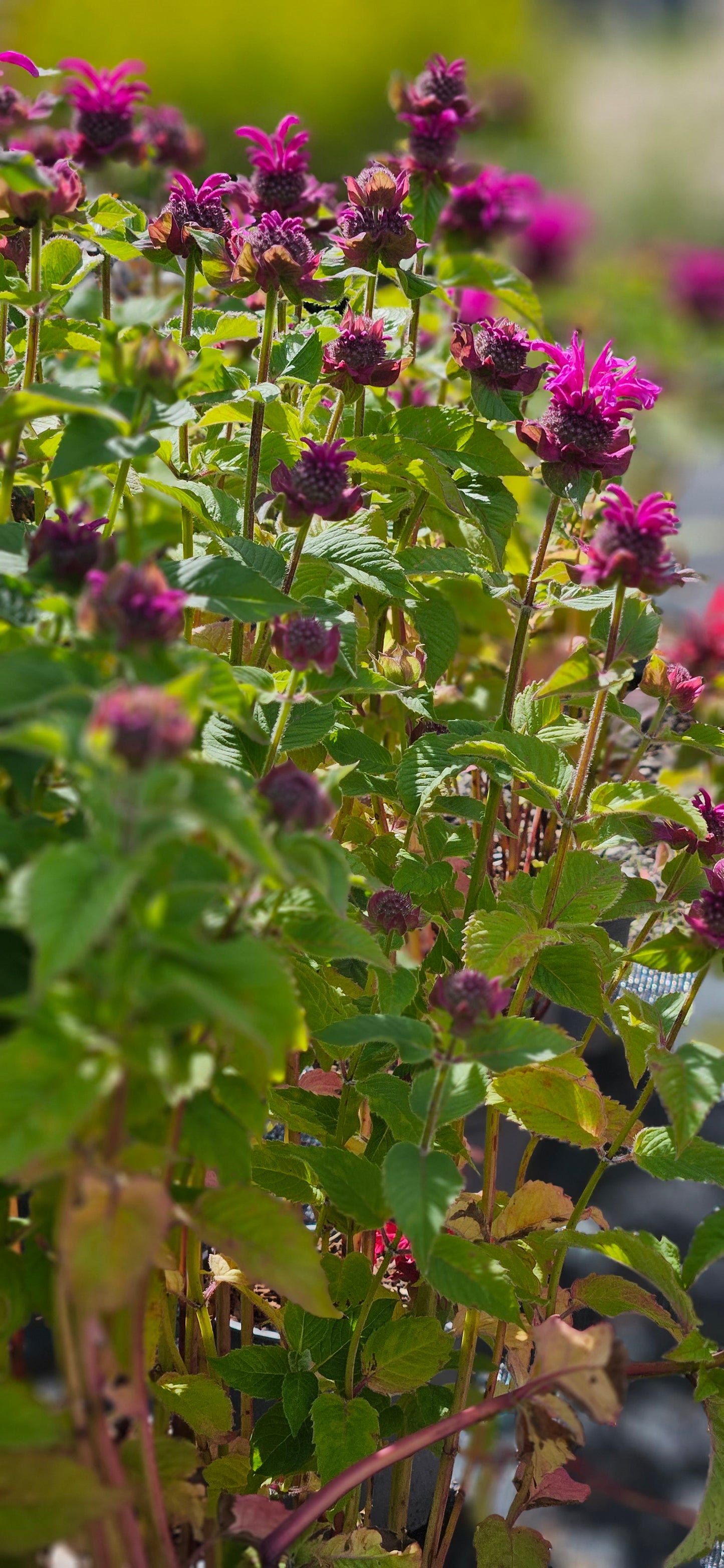 Monarda "Bee-Free"