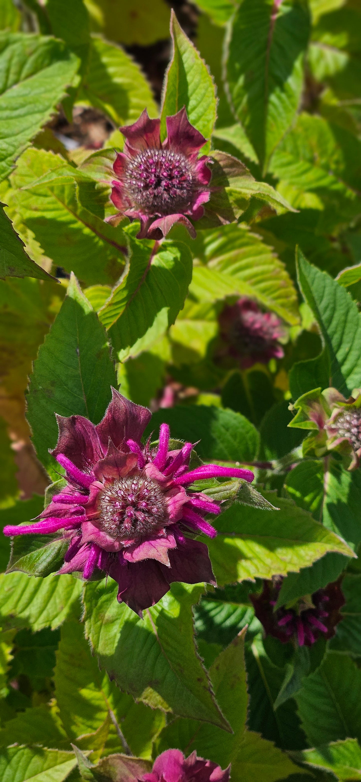 Monarda "Bee-Free"