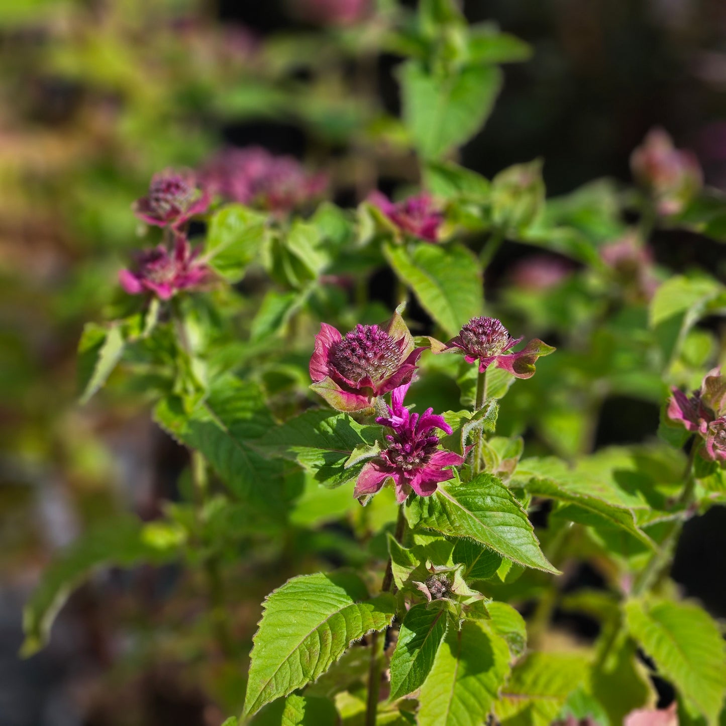 Monarda "Bee-Free"