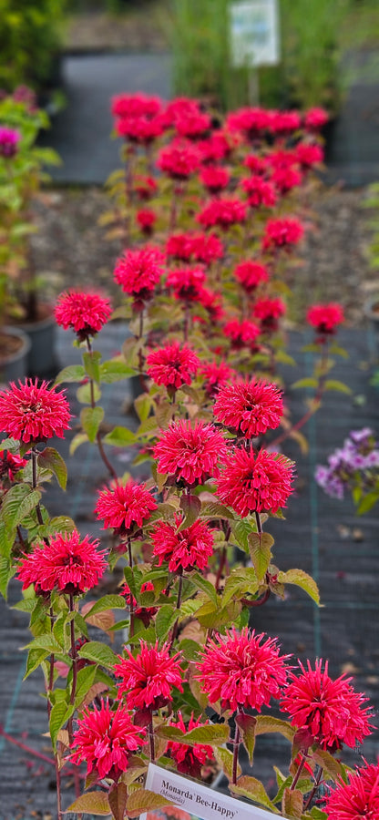 Monarda "Bee-Happy"