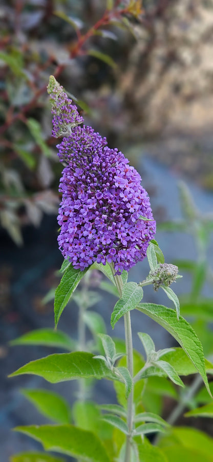 Budleja Dāvida "Reve de Papillon Lavender"