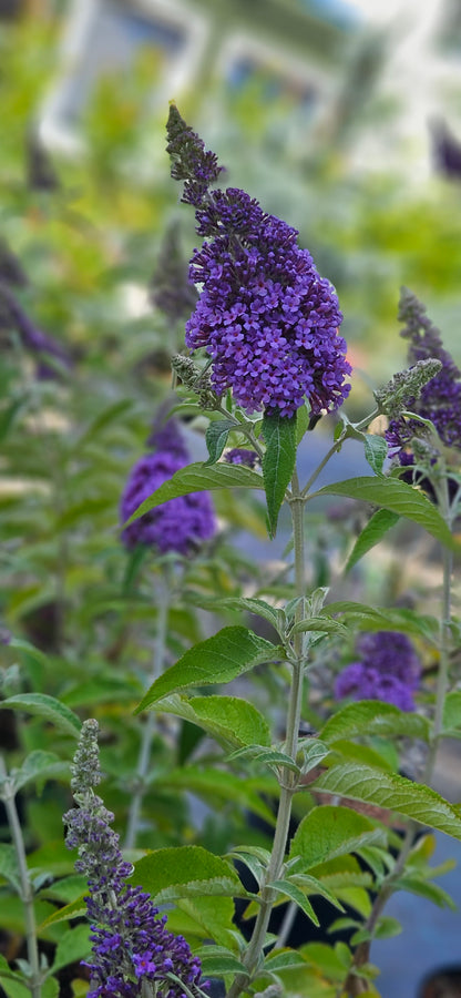 Budleja Dāvida "Reve de Papillon Lavender"