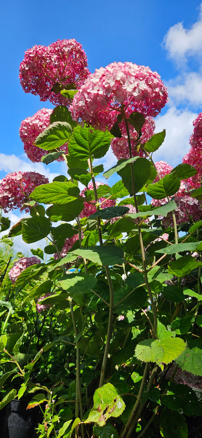 Hortenzija Kokveida "Sweet Annabelle"