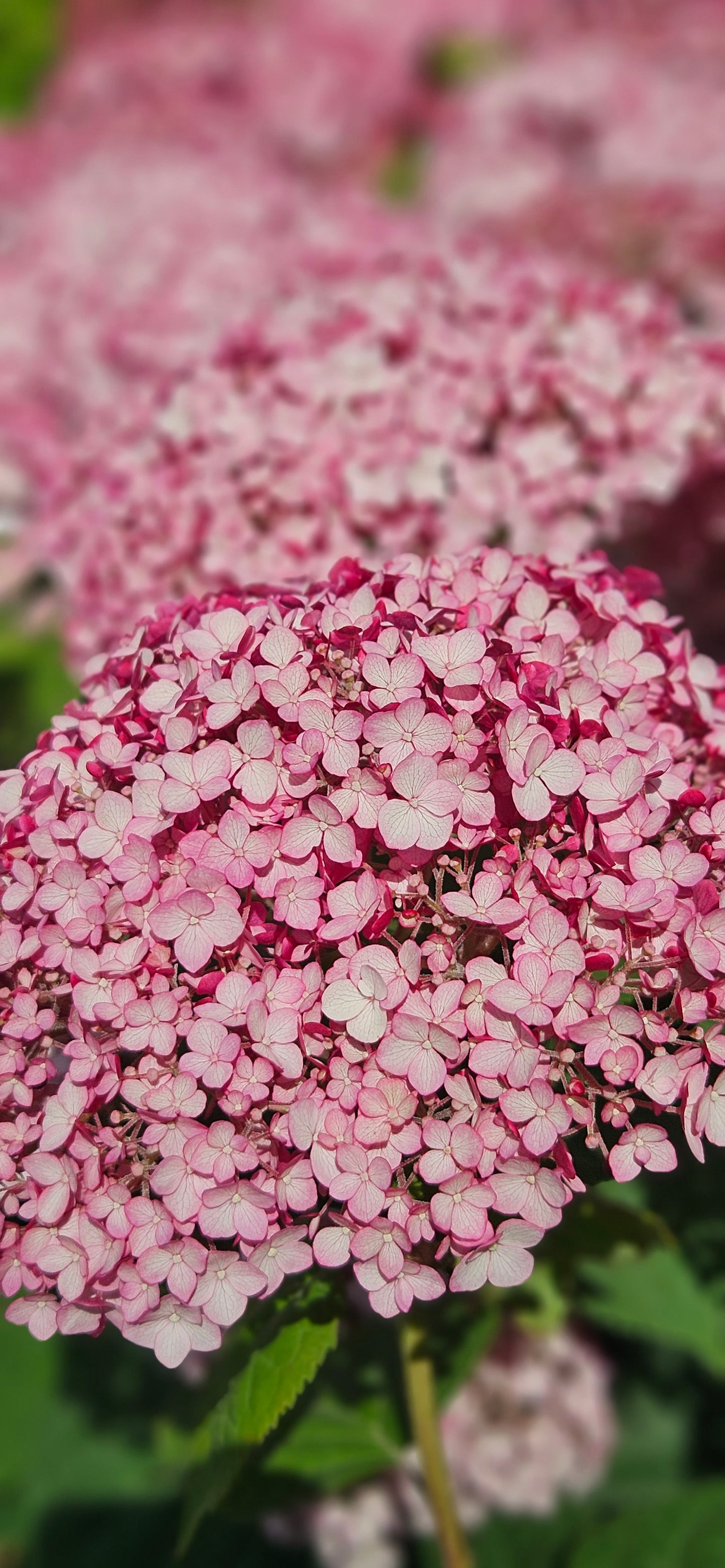 Hortenzija Kokveida "Sweet Annabelle"