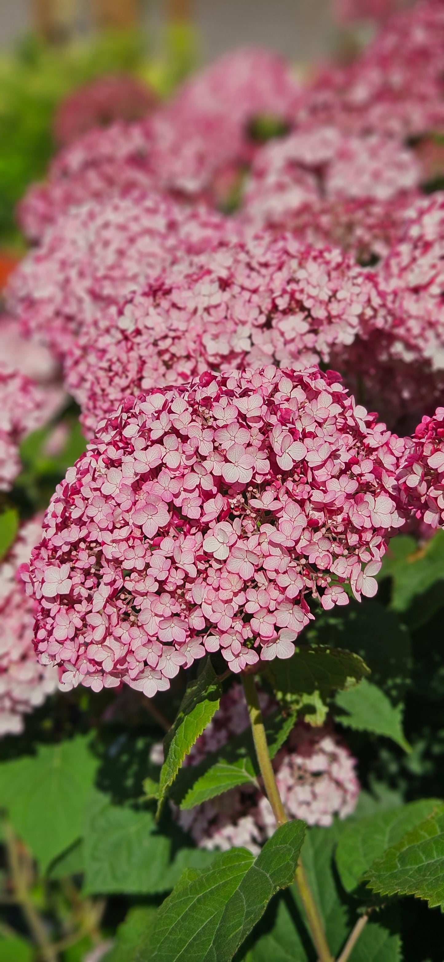 Hortenzija Kokveida "Sweet Annabelle"