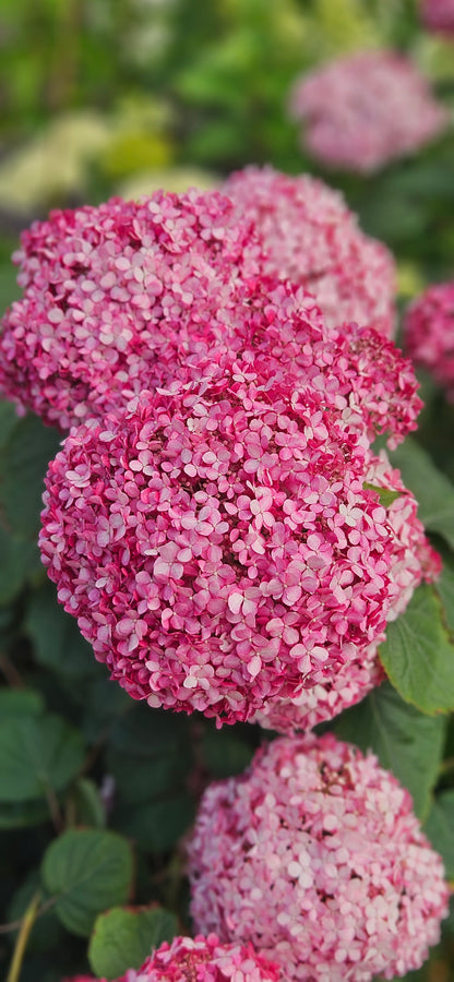 Hortenzija Kokveida "Pink Annabelle"