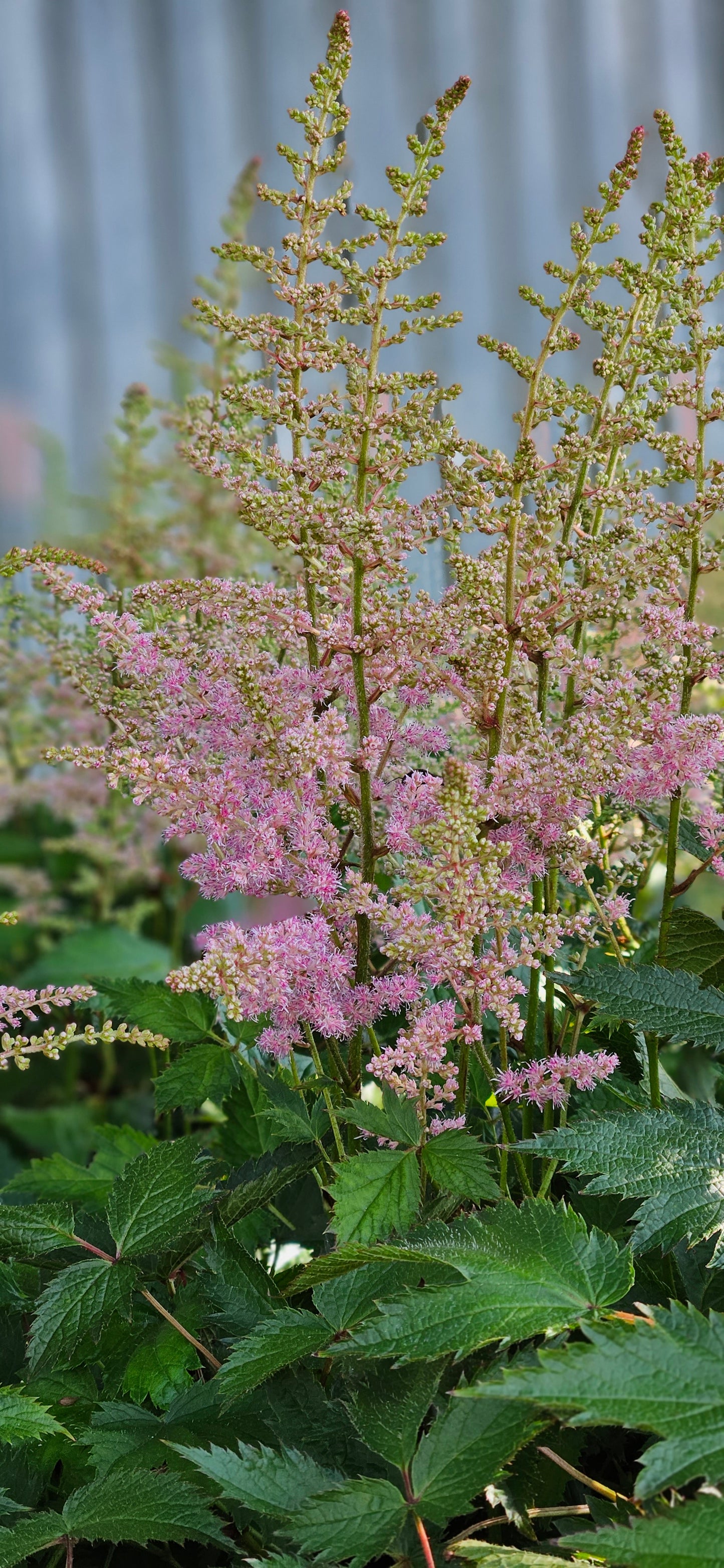 Astilbe Ķīnas "Pumila"