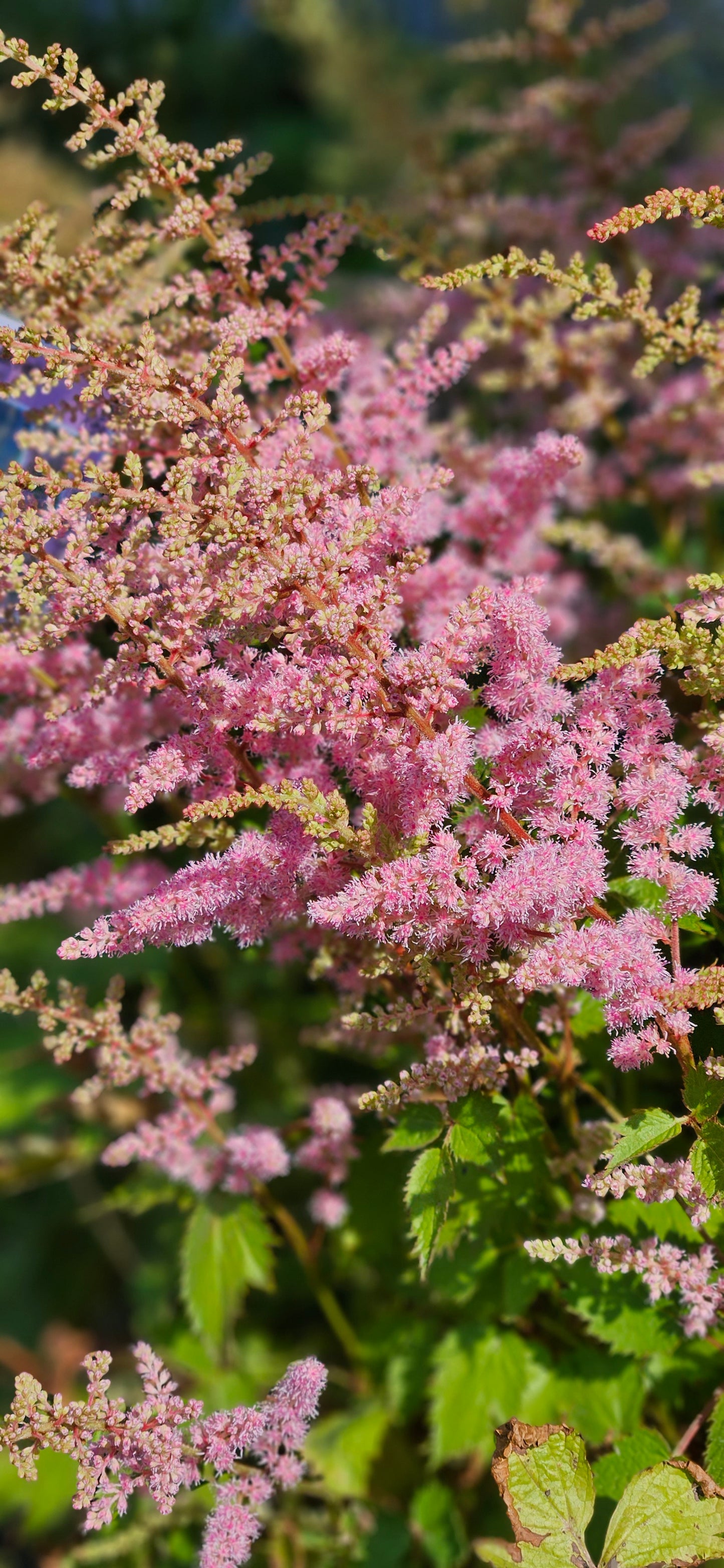 Astilbe Ķīnas "Pumila"