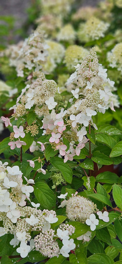 Hortenzija Skarainā "Pink Diamond"