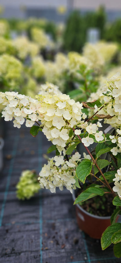 Hortenzija Skarainā "Living Little Blossom"