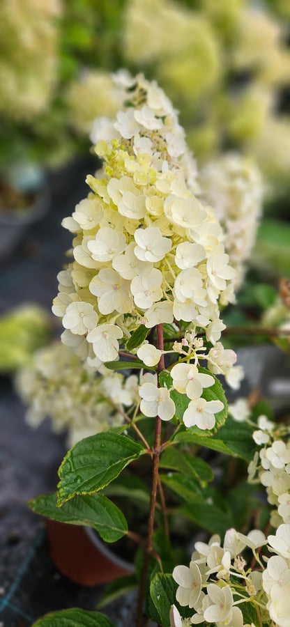 Hortenzija Skarainā "Living Little Blossom"