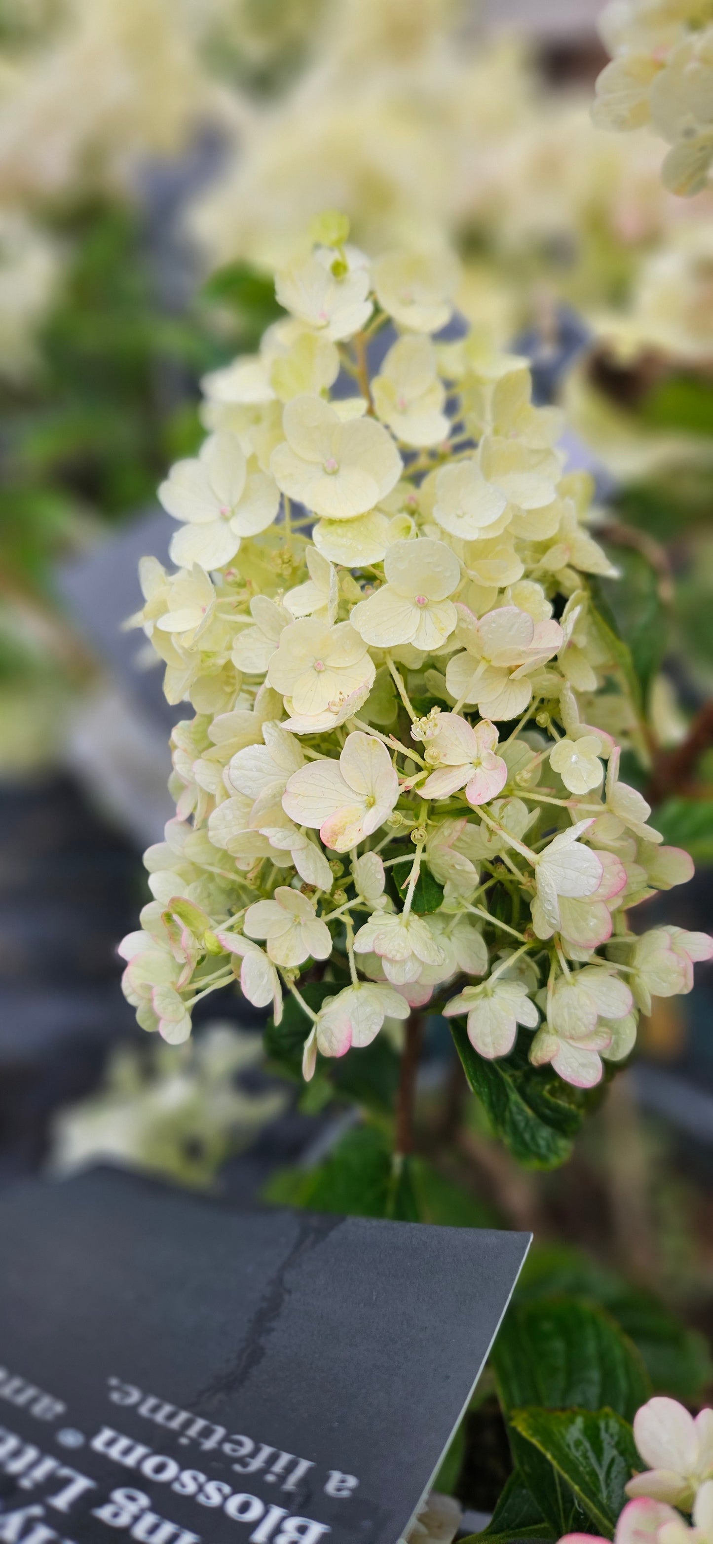 Hortenzija Skarainā "Living Little Blossom"