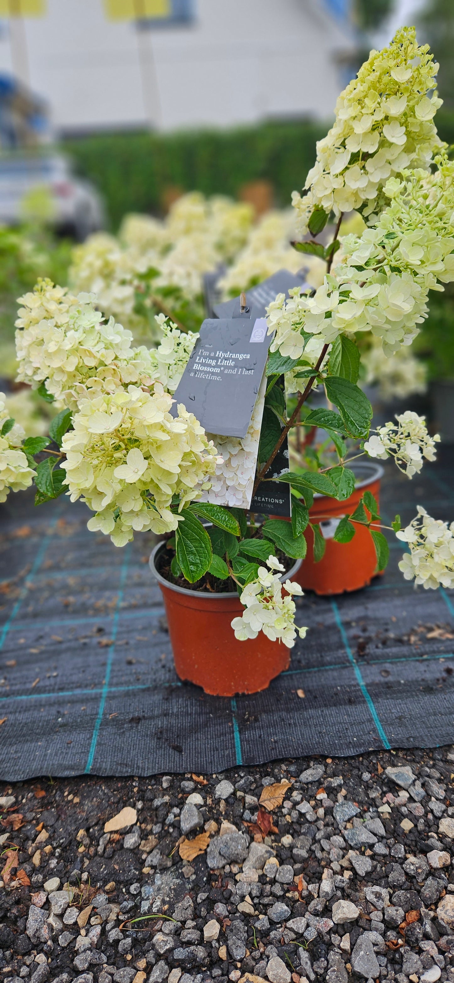 Hortenzija Skarainā "Living Little Blossom"