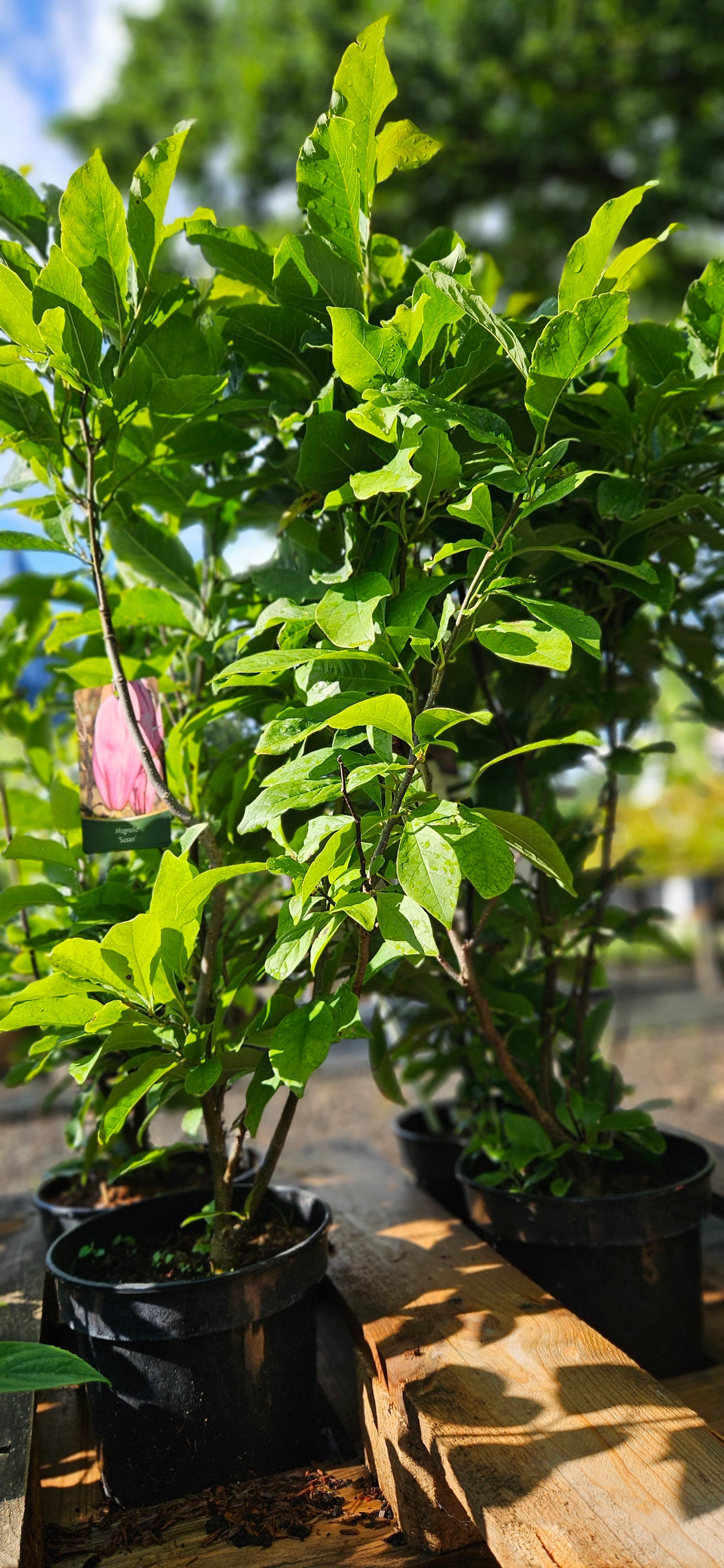 Magnolija "Susan"