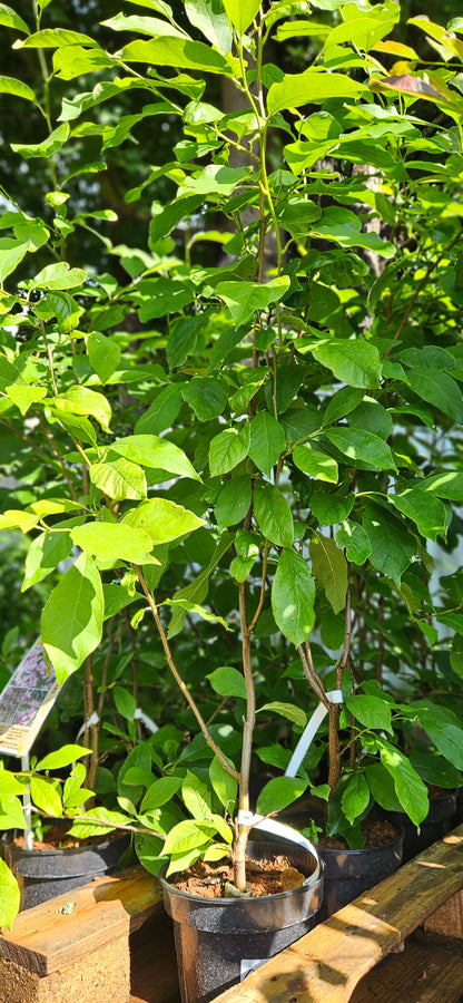 Magnolija Sulanža "Heaven Scent"