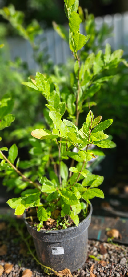 Magnolija Zvaigžņu