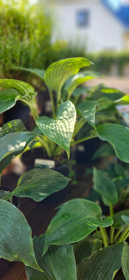 Hosta Zībolda "Blue Angel"