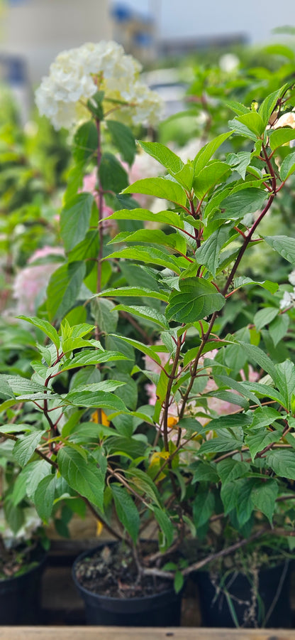 Hortenzija Skarainā "Vanille Fraise"