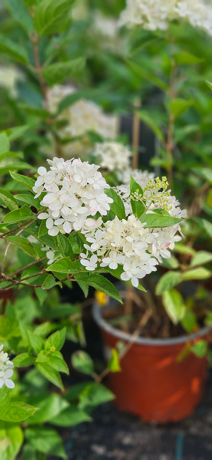 Hortenzija Skarainā "Living Cotton Cream"