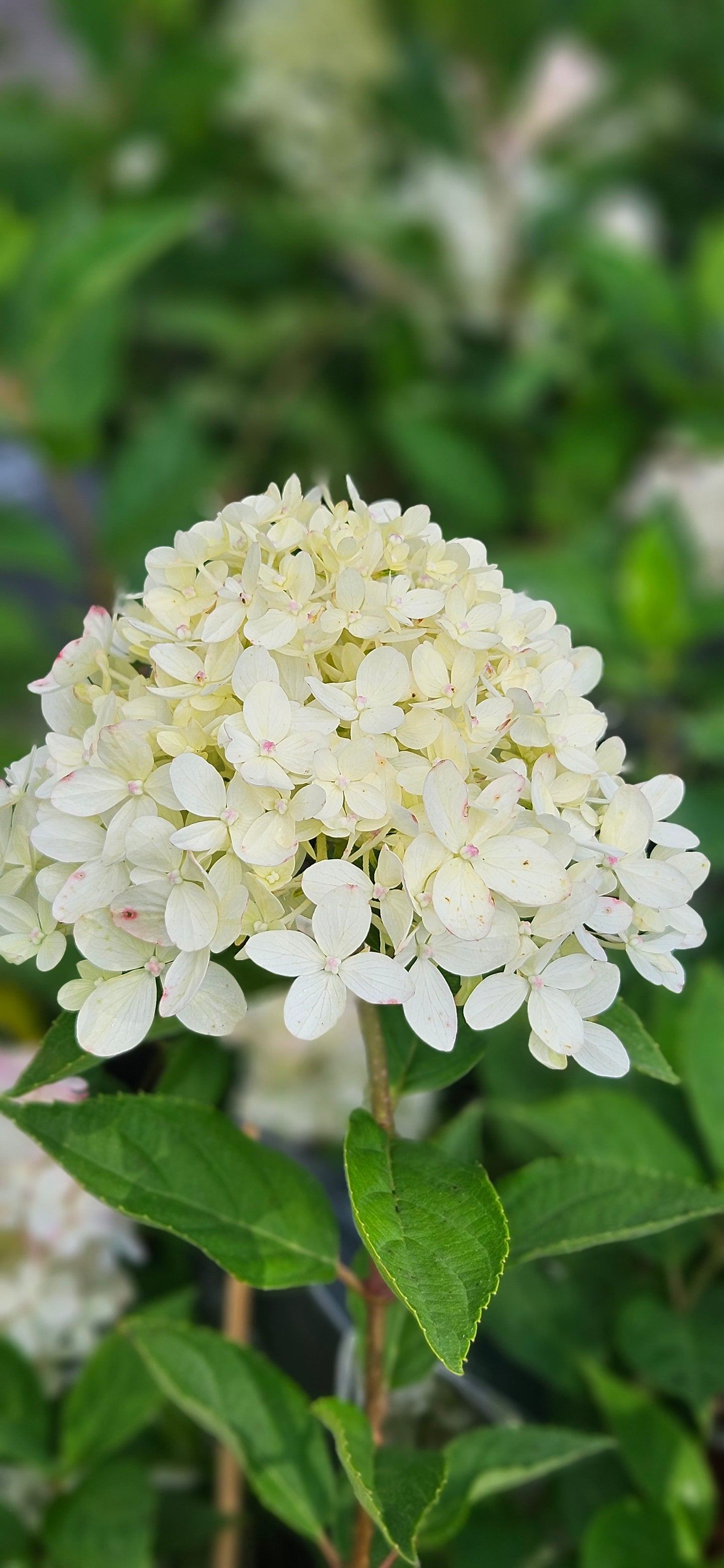 Hortenzija Skarainā "Living Cotton Cream"