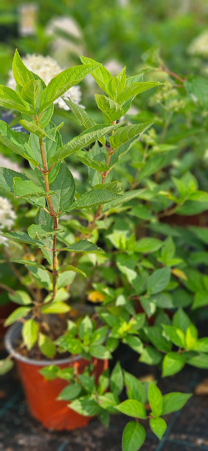 Hortenzija Skarainā "Living Cotton Cream"