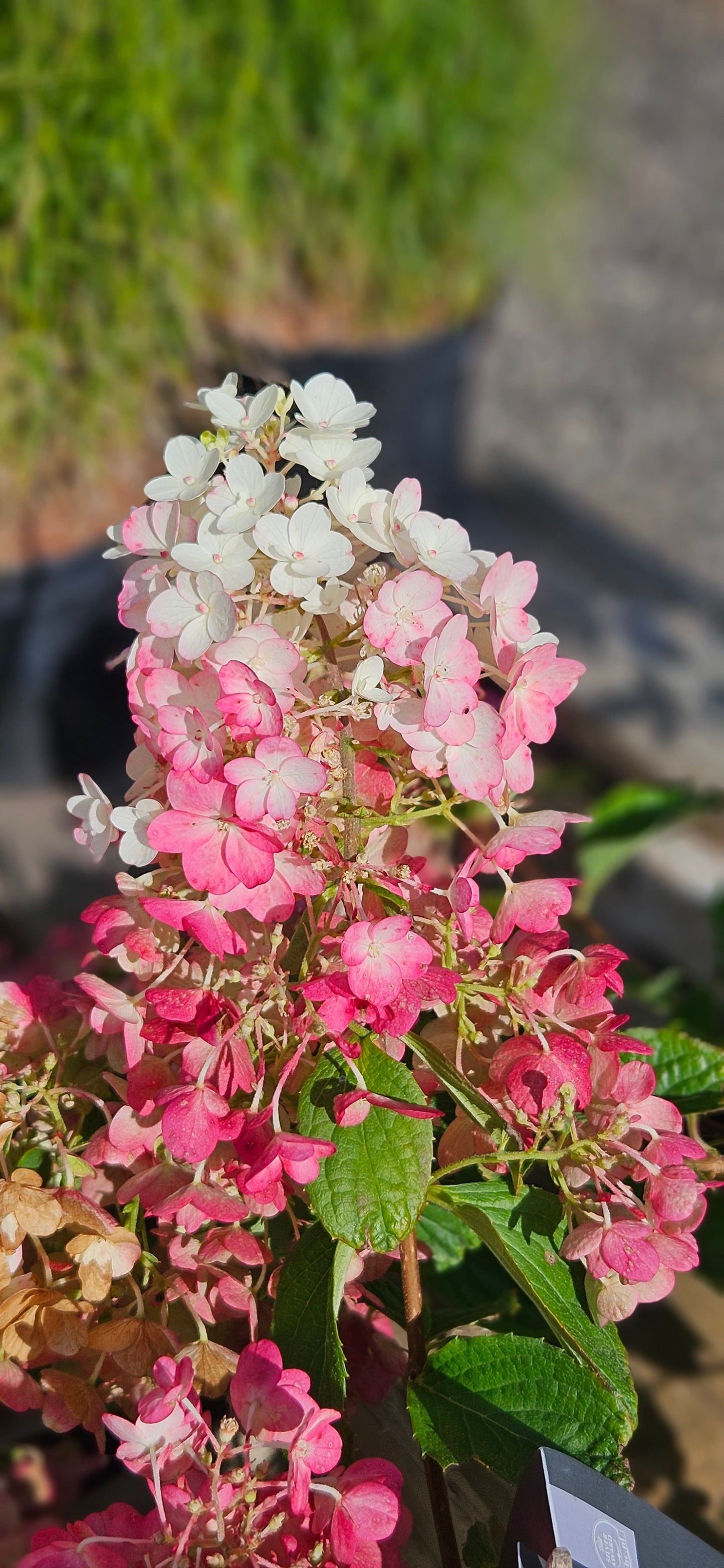 Hortenzija Skarainā "Living Little Blossom"