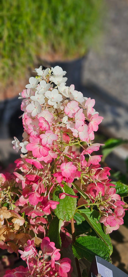 Hortenzija Skarainā "Living Little Blossom"