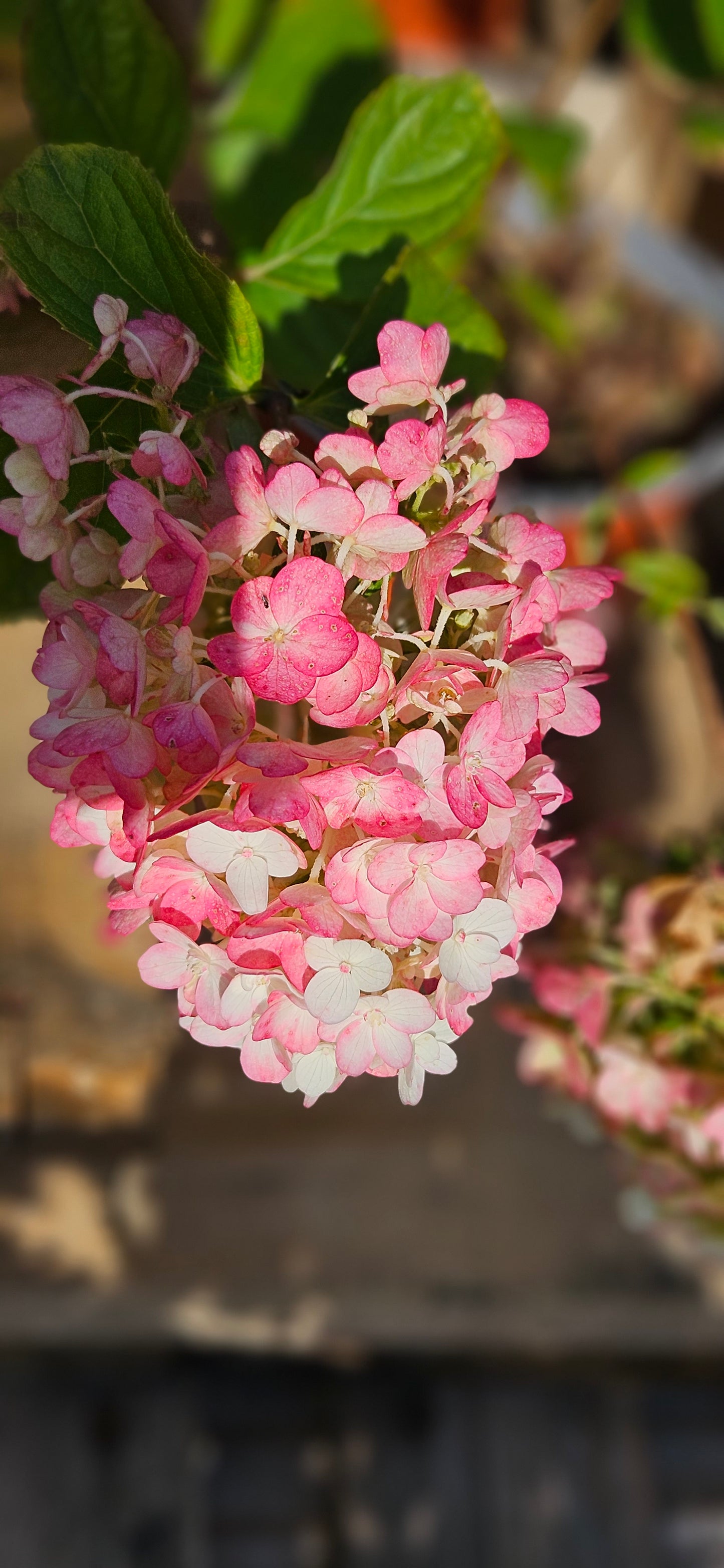 Hortenzija Skarainā "Living Little Blossom"