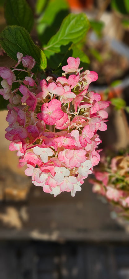 Hortenzija Skarainā "Living Little Blossom"