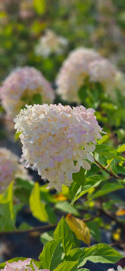 Hortenzija Skarainā "Living Summer Love"