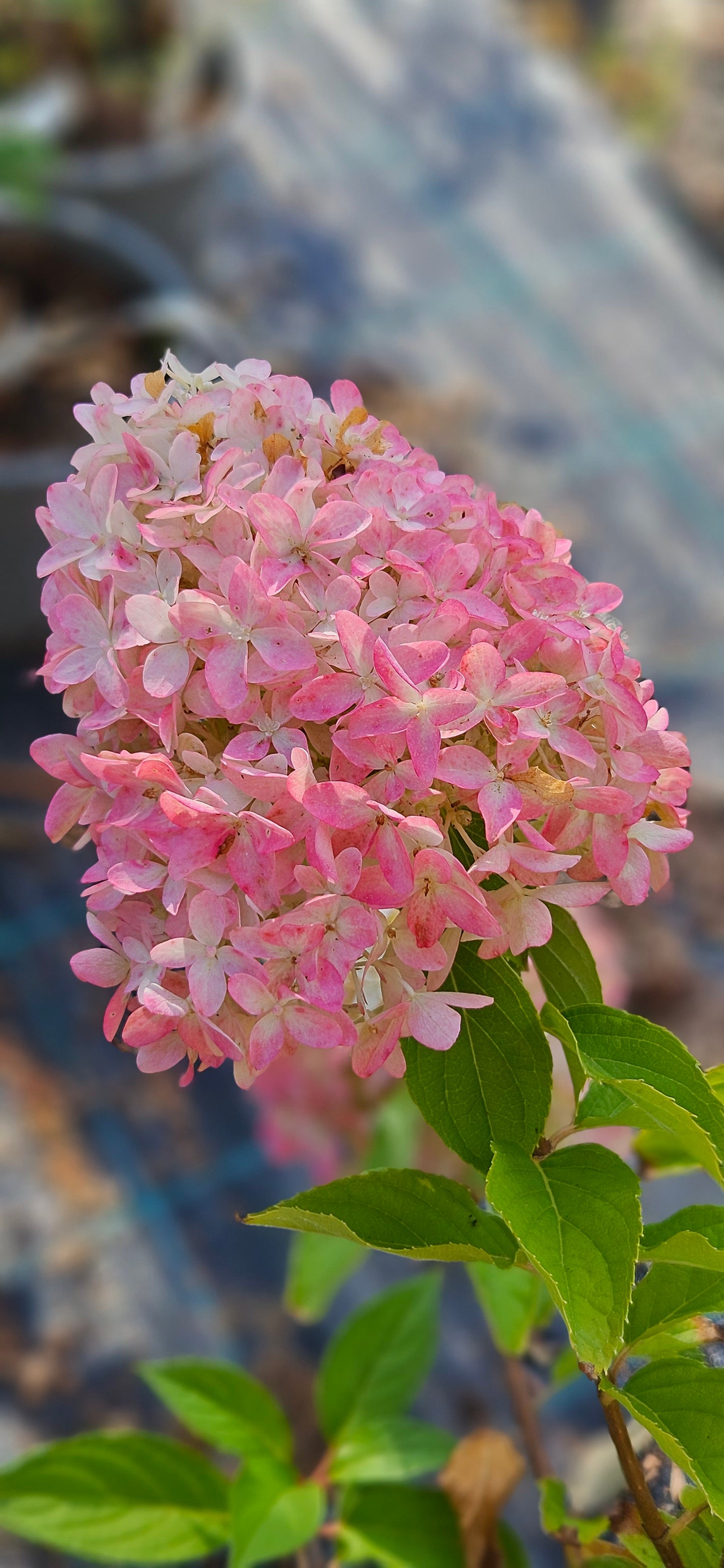 Hortenzija Skarainā "Living Summer Love"