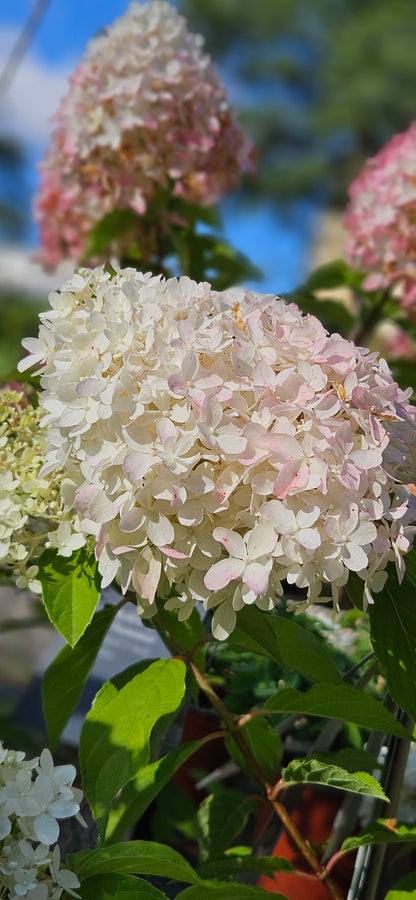 Hortenzija Skarainā "Living Summer Love"