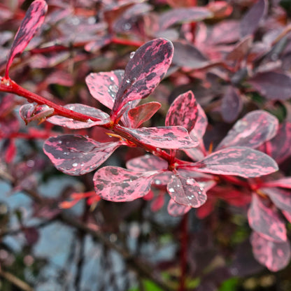 Bārbele Tunberga "Pink Queen"