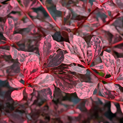 Bārbele Tunberga "Pink Queen"