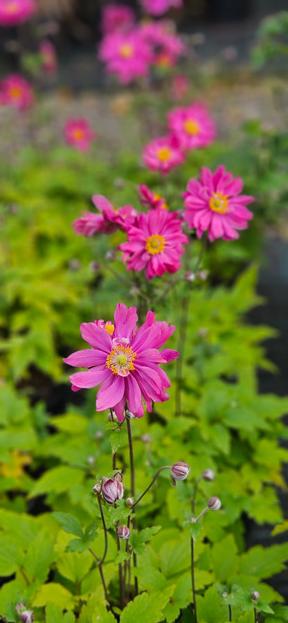 Anemone Hibrīdā "Bressingham Glow"