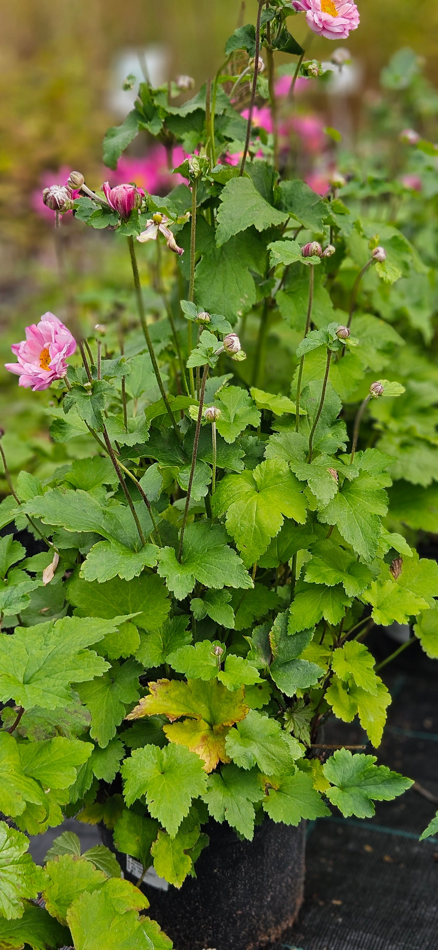 Anemone Hibrīdā "Mont-Rose"