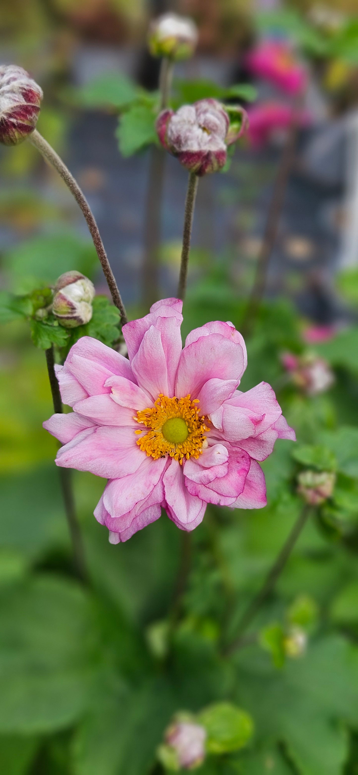 Anemone Hibrīdā "Mont-Rose"