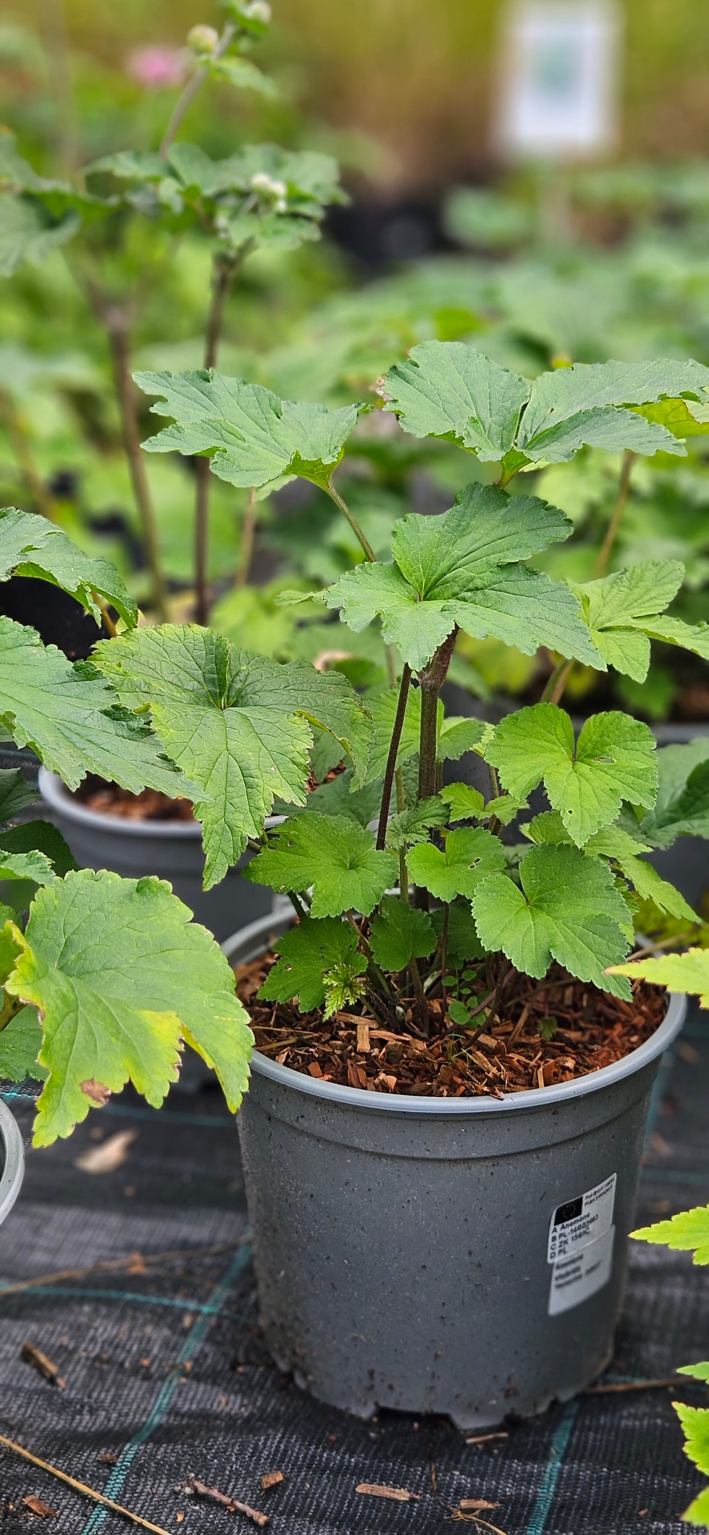 Anemone Hibrīdā "Honorine Jobert"