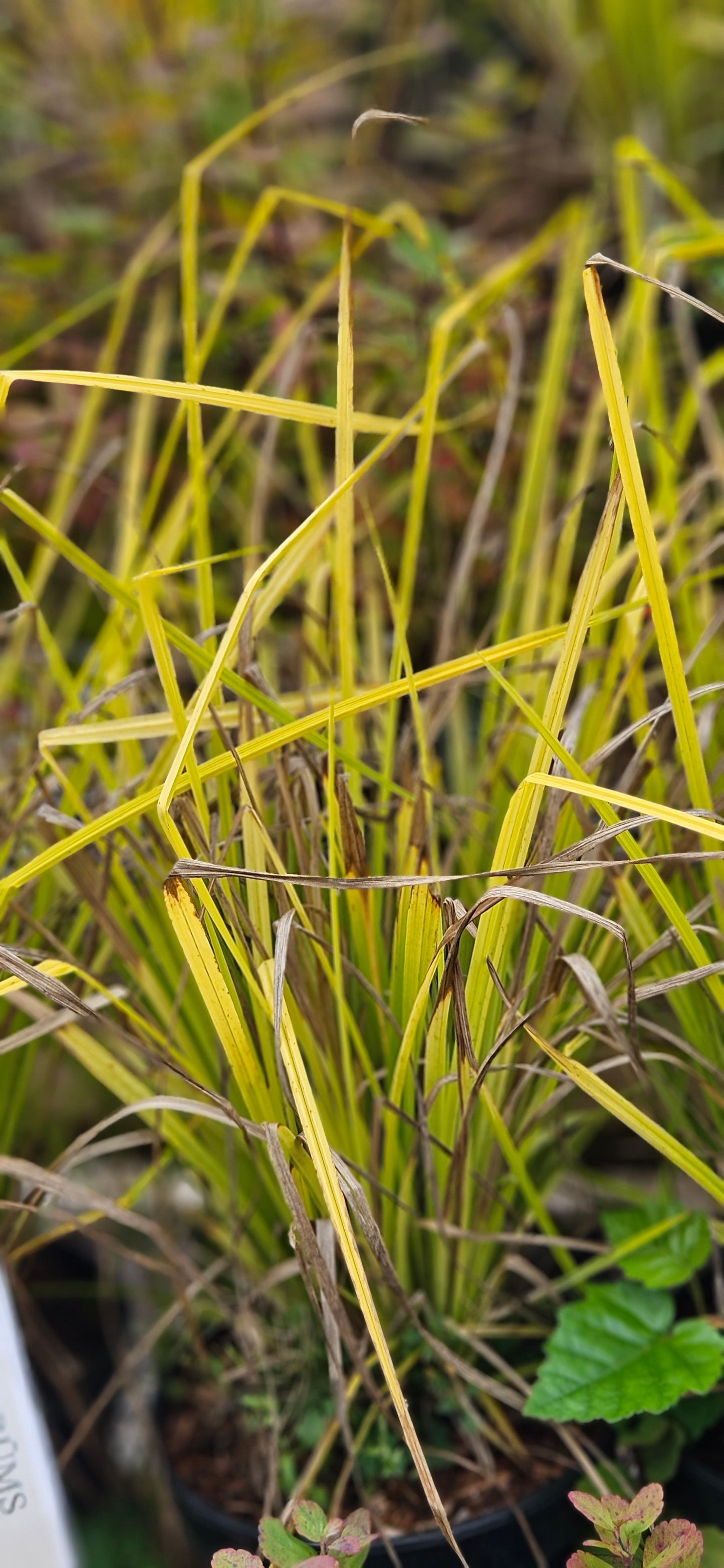 Grīslis Augstais "Aurea"