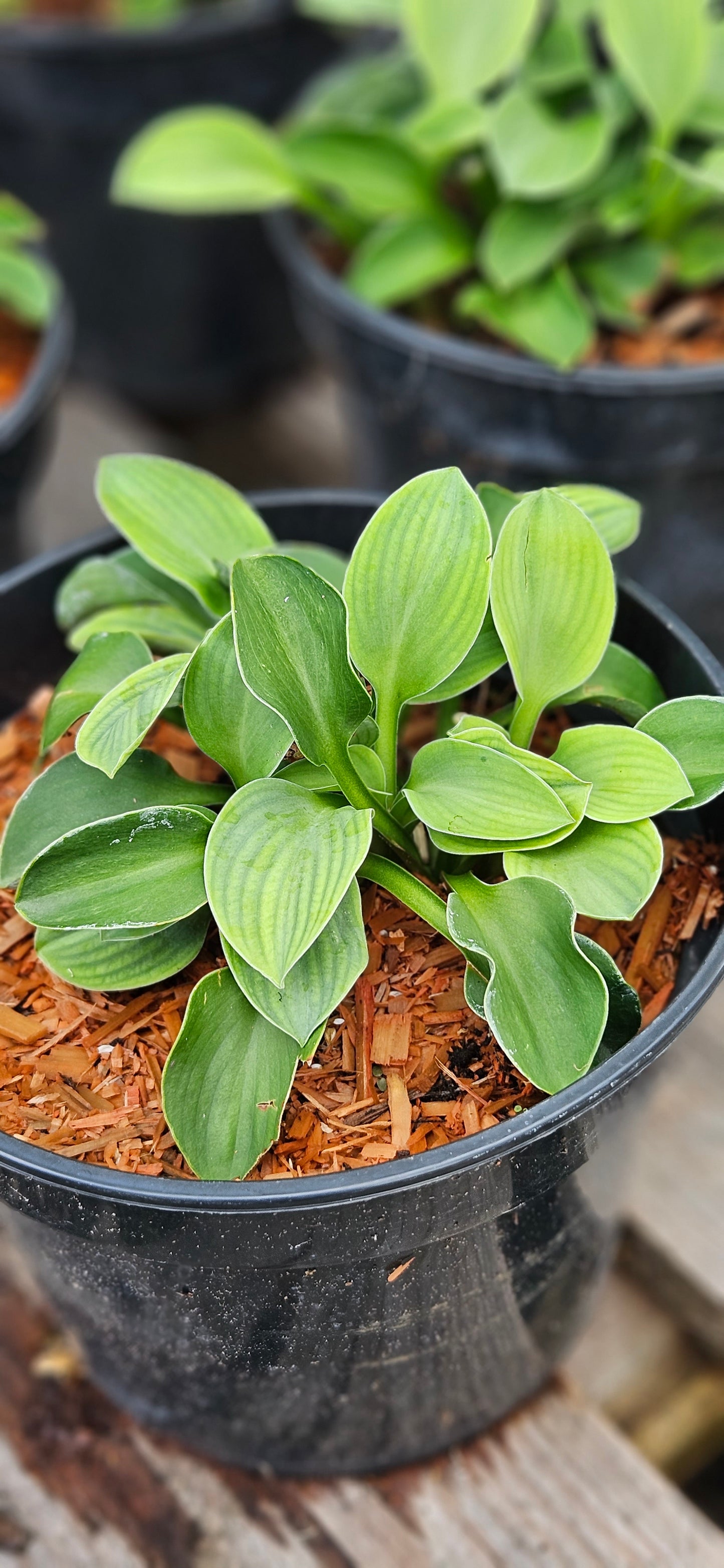 Hosta "Blue Mouse Ears"