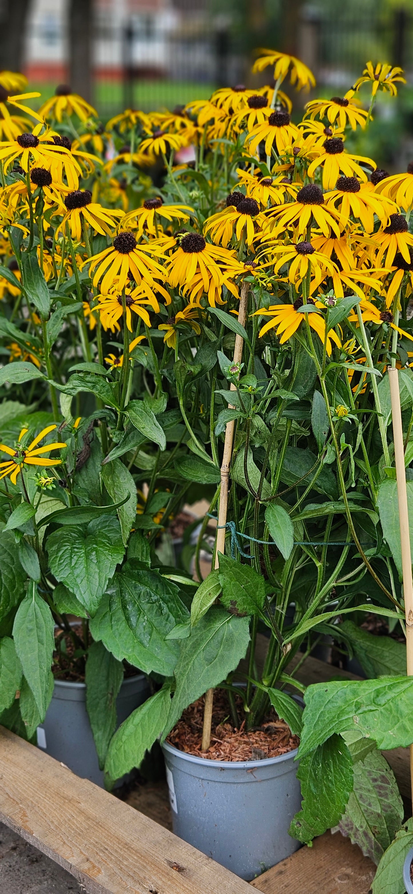 Rudbekija krāšņā "Goldsturm"